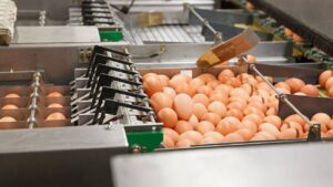 Read more about the article Make egg cleaning easy and safe with egg washing machine