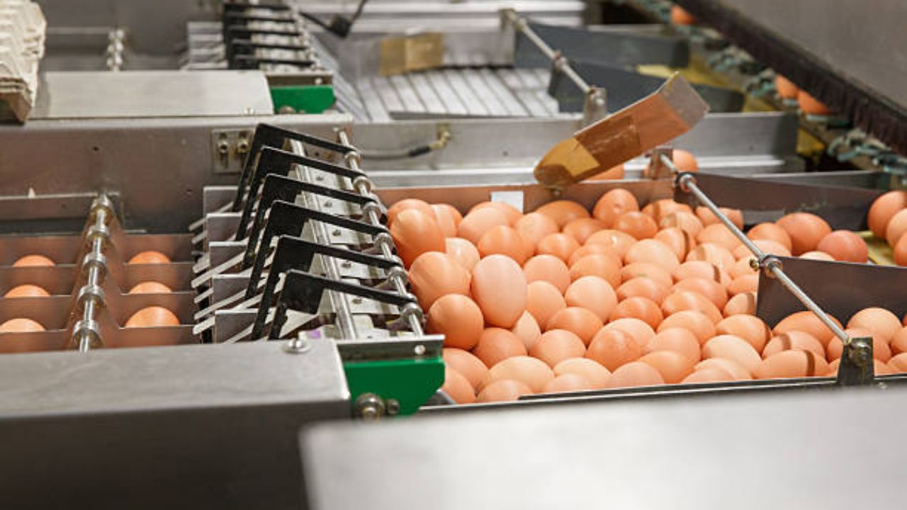 Egg Washing Machines make egg cleaning easier safer and smarter