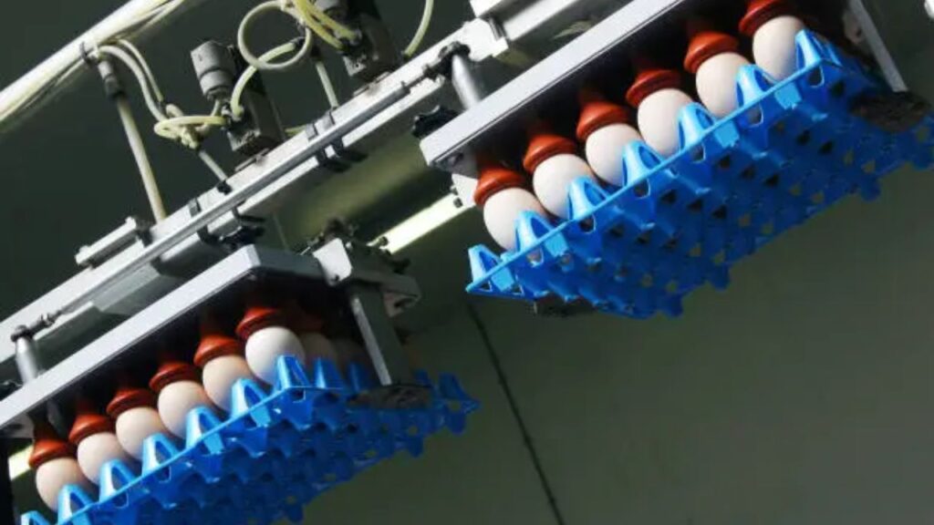 The Future of Egg Washer Machines