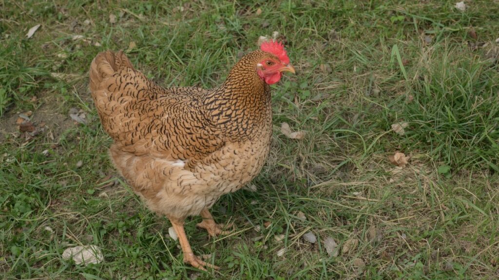 Caring for Your Blue Star Flock