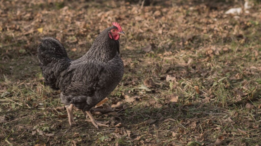 Where Did the Blue Star Chicken Come From
