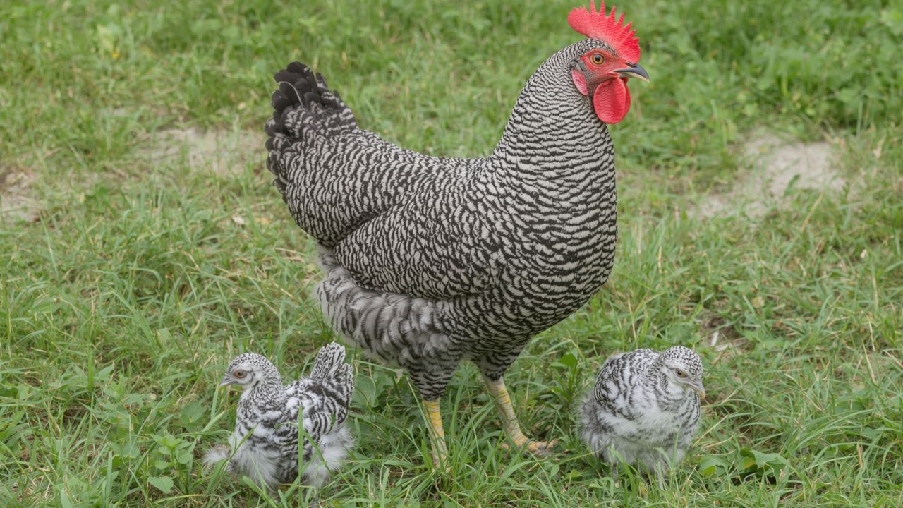 Your guide to the unique and productive Blue Star Chicken