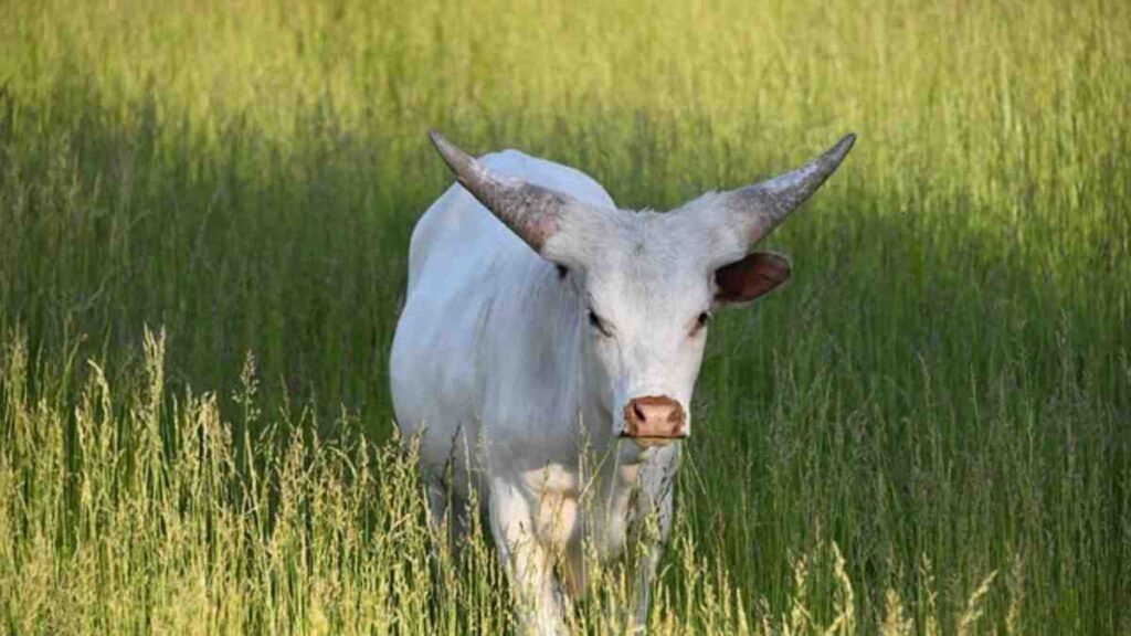 The Long-Term Joy of Owninga Mini Longhorn