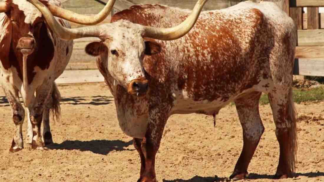 You are currently viewing The Mini Longhorn Your Guide to the Petite Powerhouse